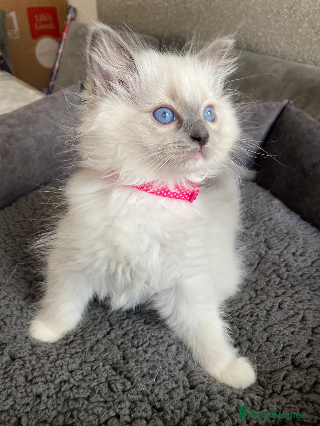 Ragdoll cats for sale: Ragdoll kittens  - Advert 16