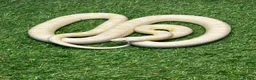Corn Snake reptiles for sale: Corn Snakes - Advert 2