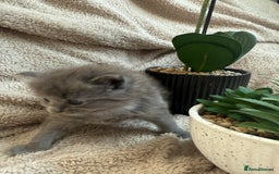 Maine Coon cats for sale: Adorable Blue Maine coon kittens - Image 7