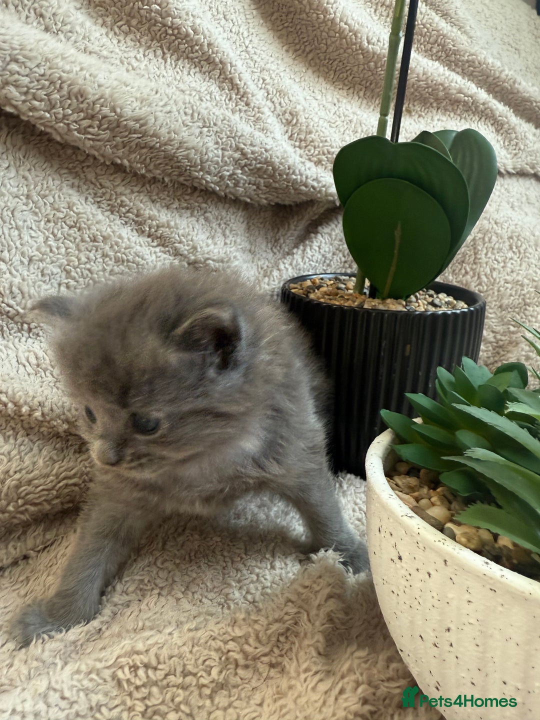 Maine Coon cats for sale: Adorable Blue Maine coon kittens - Image 7