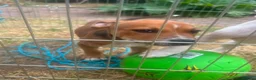 Staffordshire Bull Terrier dogs for sale: Staffordshire in Leicester - Advert 3