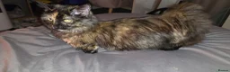 Munchkin cats for sale: Loving munchkin for sale - Advert 19
