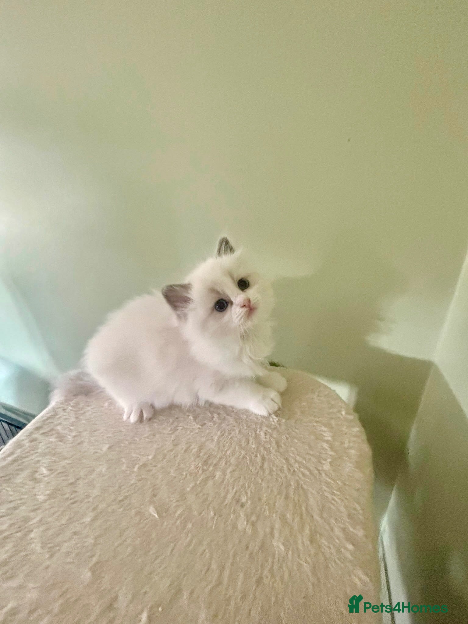 Ragdoll cats PURE RAGDOLL KITTENS *VACCINATED & FREE INSURANCE* - Advert 1