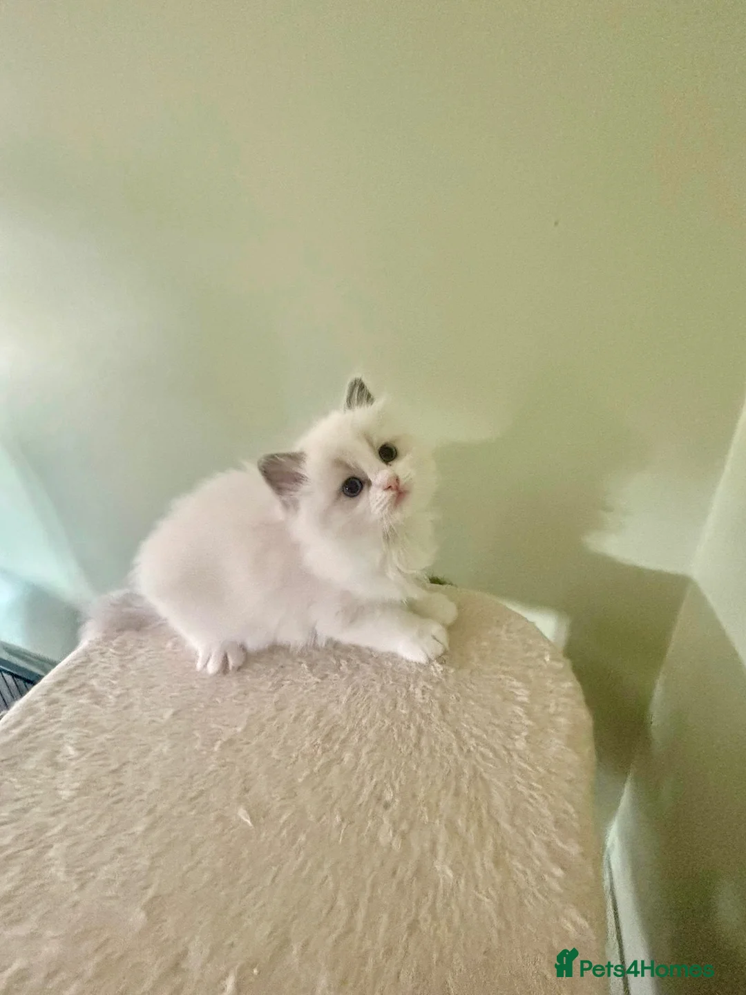 Ragdoll cats for sale: PUREBRED RAGDOLLS **INC INSURANCE & STARTER PACK** - Advert 2