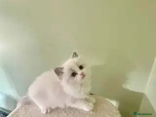 Ragdoll cats PURE RAGDOLL KITTENS *VACCINATED & FREE INSURANCE* - Advert 1