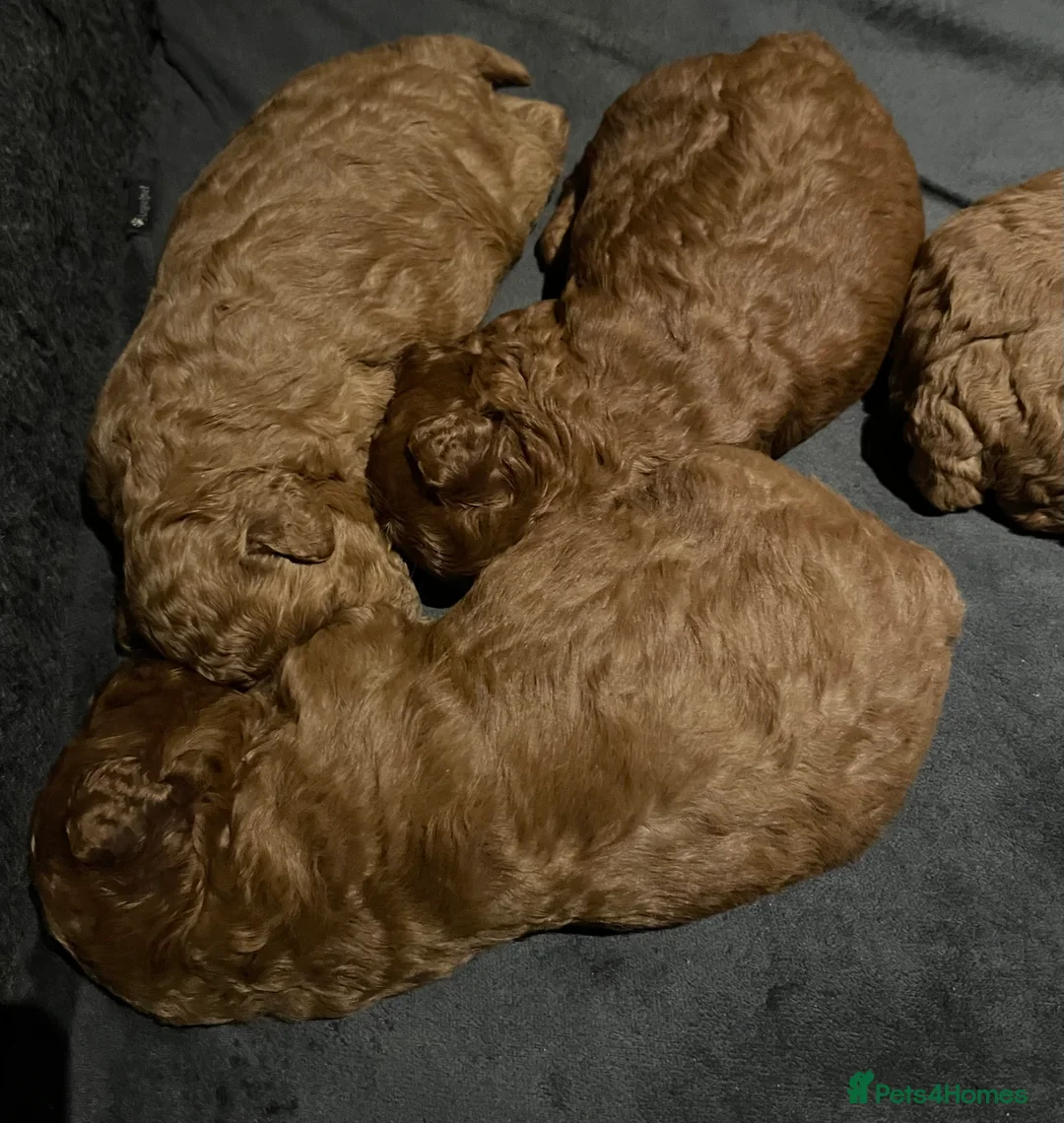 Toy Poodle dogs for sale: Gorgeous Red Toy Poodle Puppies  - Advert 6