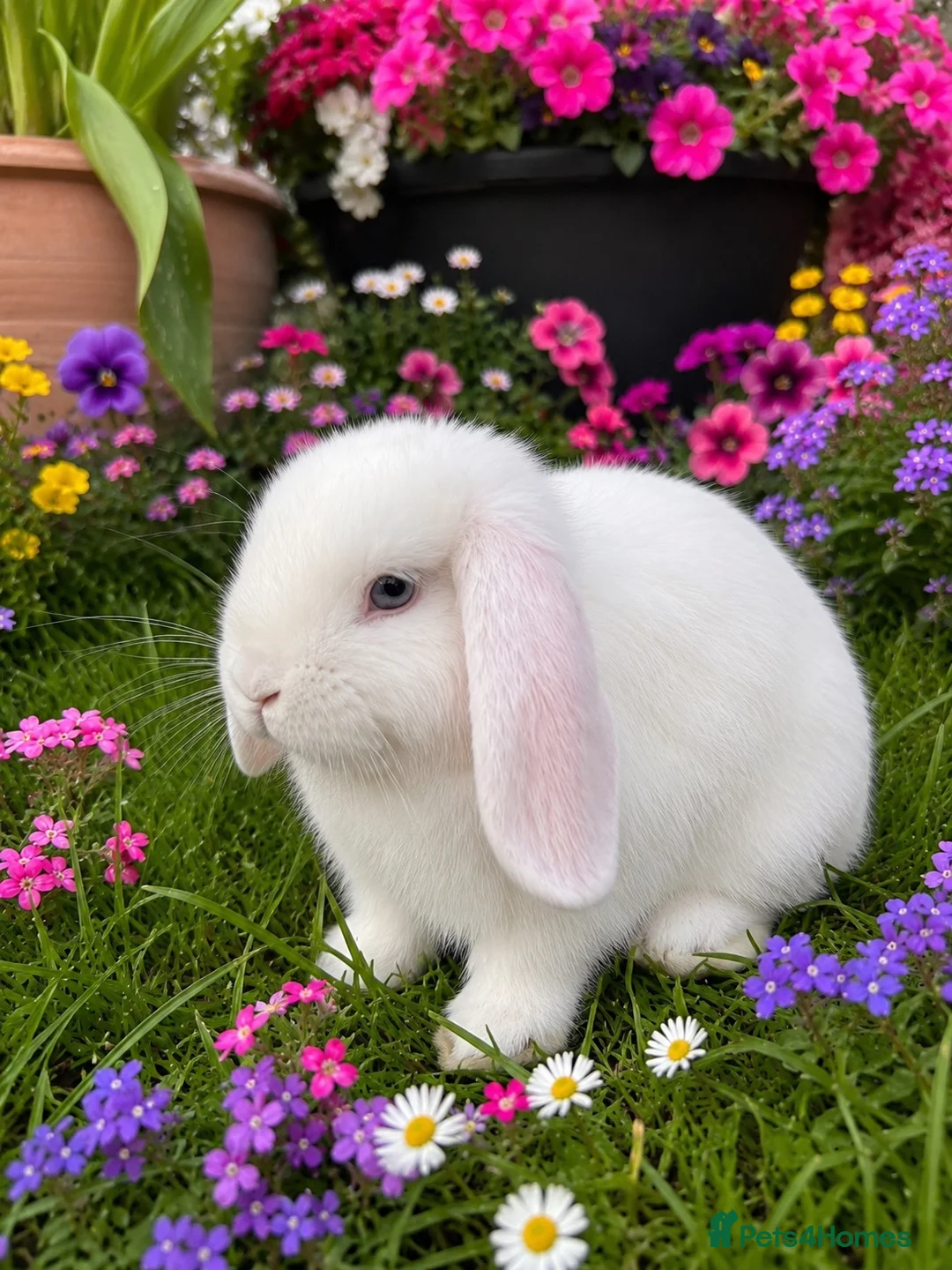 Mixed Breed rabbits for sale: A litter of 4 Holland Lop / Mini Lop Bunny’s  in Bognor Regis - Advert 8