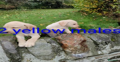 Labrador Retriever dogs - Advert 8