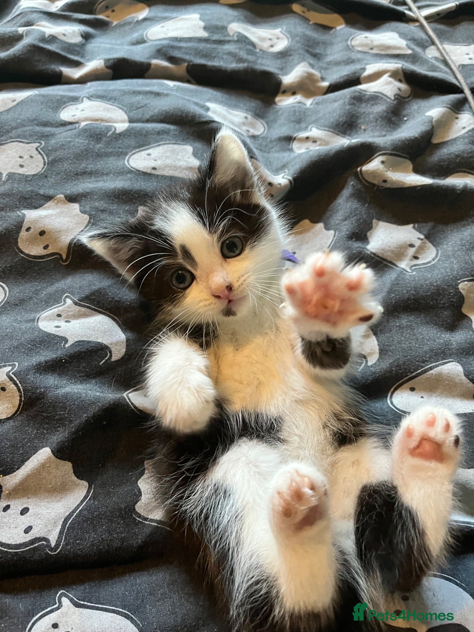 Domestic Shorthair cats Kittens  - Advert 3