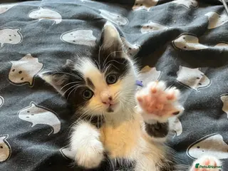 Domestic Shorthair cats Beautiful Black & White Tuxedo Kittens–Ready Now - Advert 8