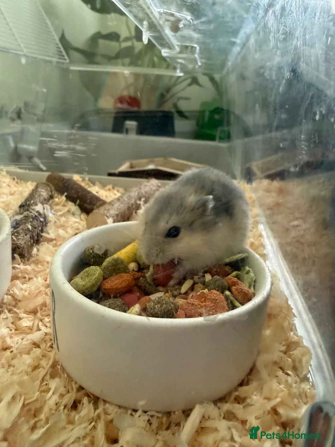 Hamster rodents for sale: Russian Dwarf Hamsters for sale Wallasey £12 each in Wallasey - Advert 1