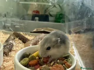 Hamster rodents Russian Dwarf Hamsters for sale Wallasey £12 each - Advert 1