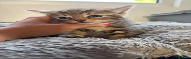 Mixed Breed Kitten 5