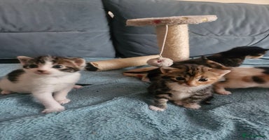 Mixed Breed cats - Advert 1