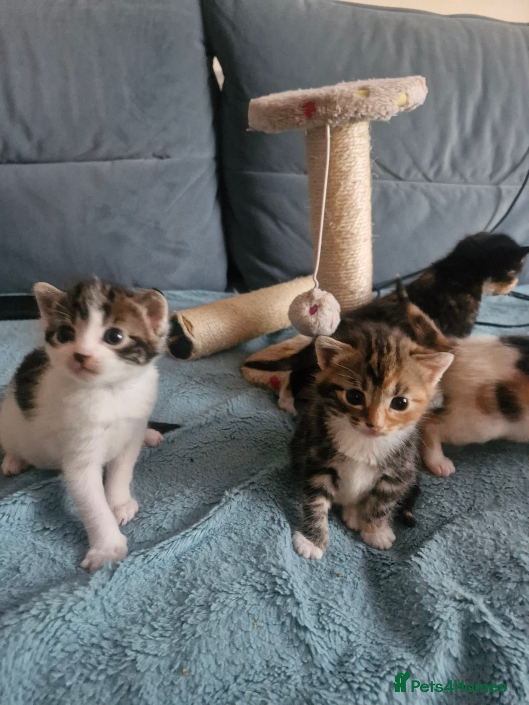 Mixed Breed cats for sale: 4 kittens for sale - Image 2