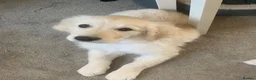 Golden Retriever dogs for sale: White retriever ( golden retriever) - Advert 4