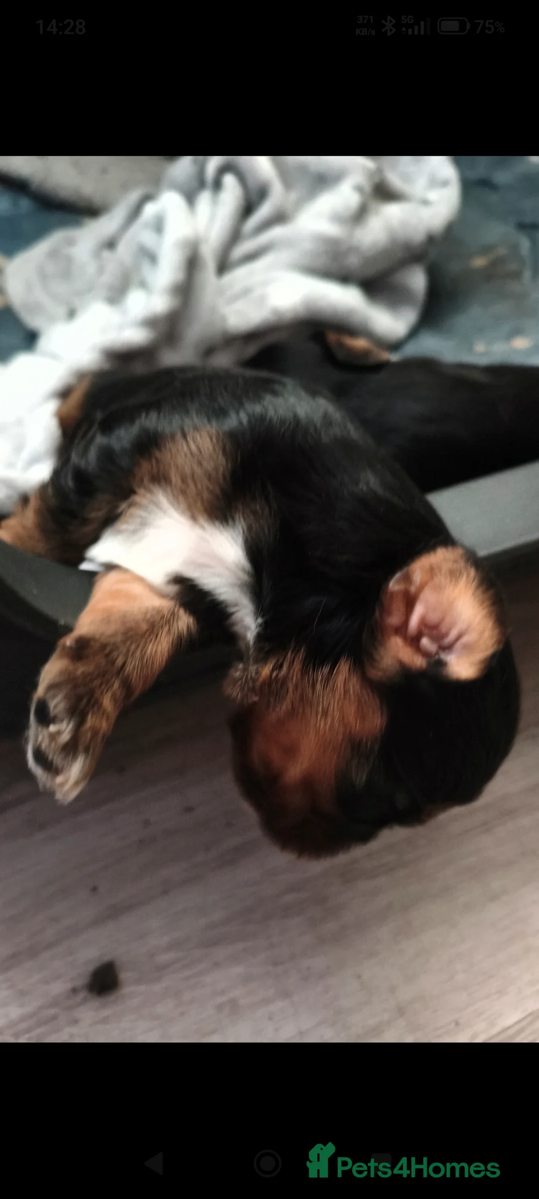 Cavalier King Charles Spaniel dogs for sale: Cavalier King Charles Spaniel in Knottingley - Advert 8