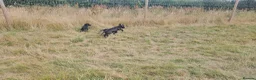 Labrador Retriever dogs for sale: **1 Black Dog Left** All Vaccines Complete - Advert 4