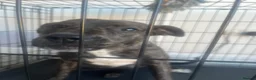 Mixed Breed dogs for sale: Female Staffordshire bull terrier 8 months old  - Advert 1
