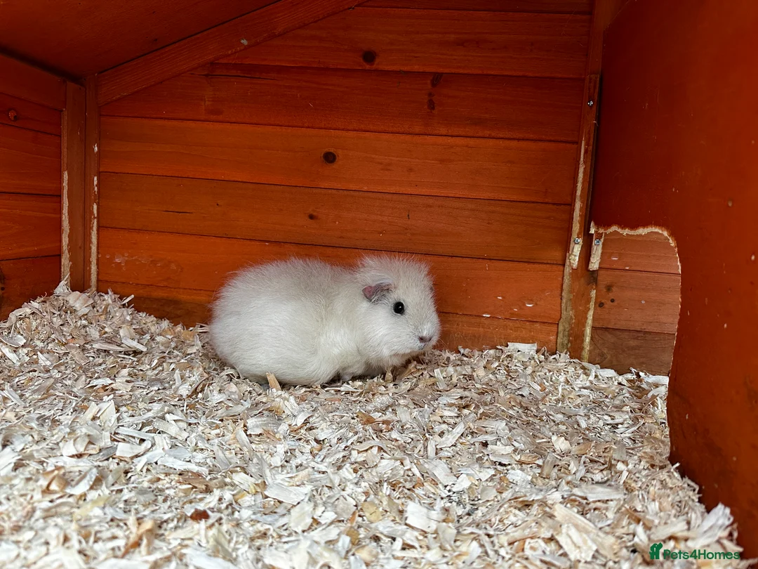 Guinea Pig rodents for sale: Teddy Guinea girls=£60 and few boys=£20 Thank you. - Advert 8