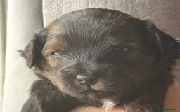 Mixed Breed dogs for sale: Tibetan x Toy Poodle - Image 16