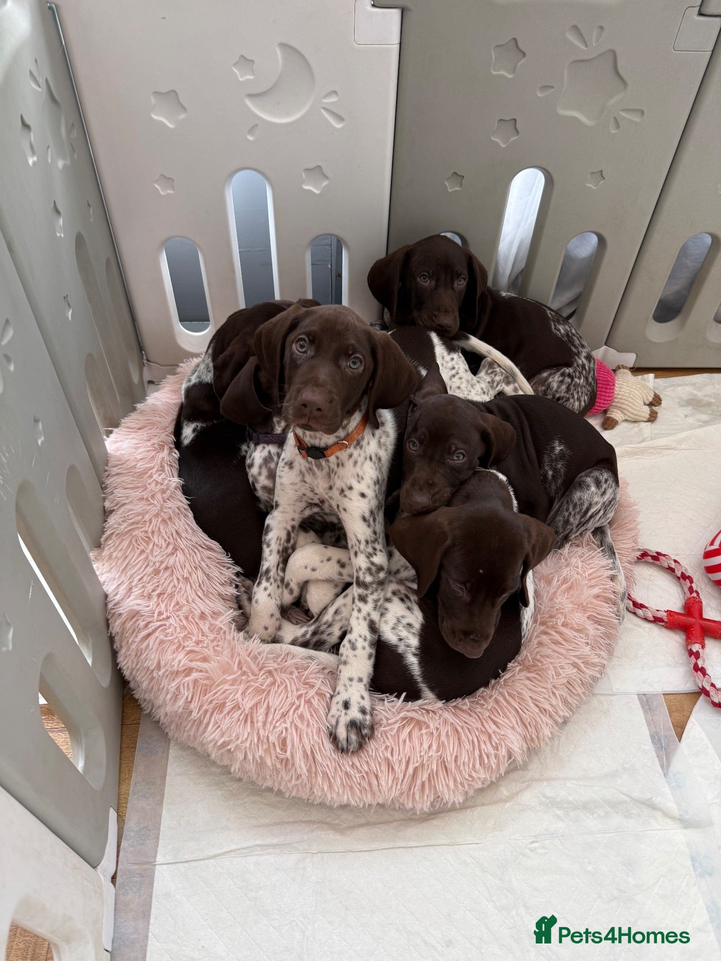 German Shorthaired Pointer dogs German shorthaired pointers  - Advert 13