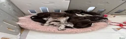 German Shorthaired Pointer dogs for sale: German shorthaired pointers  - Advert 6