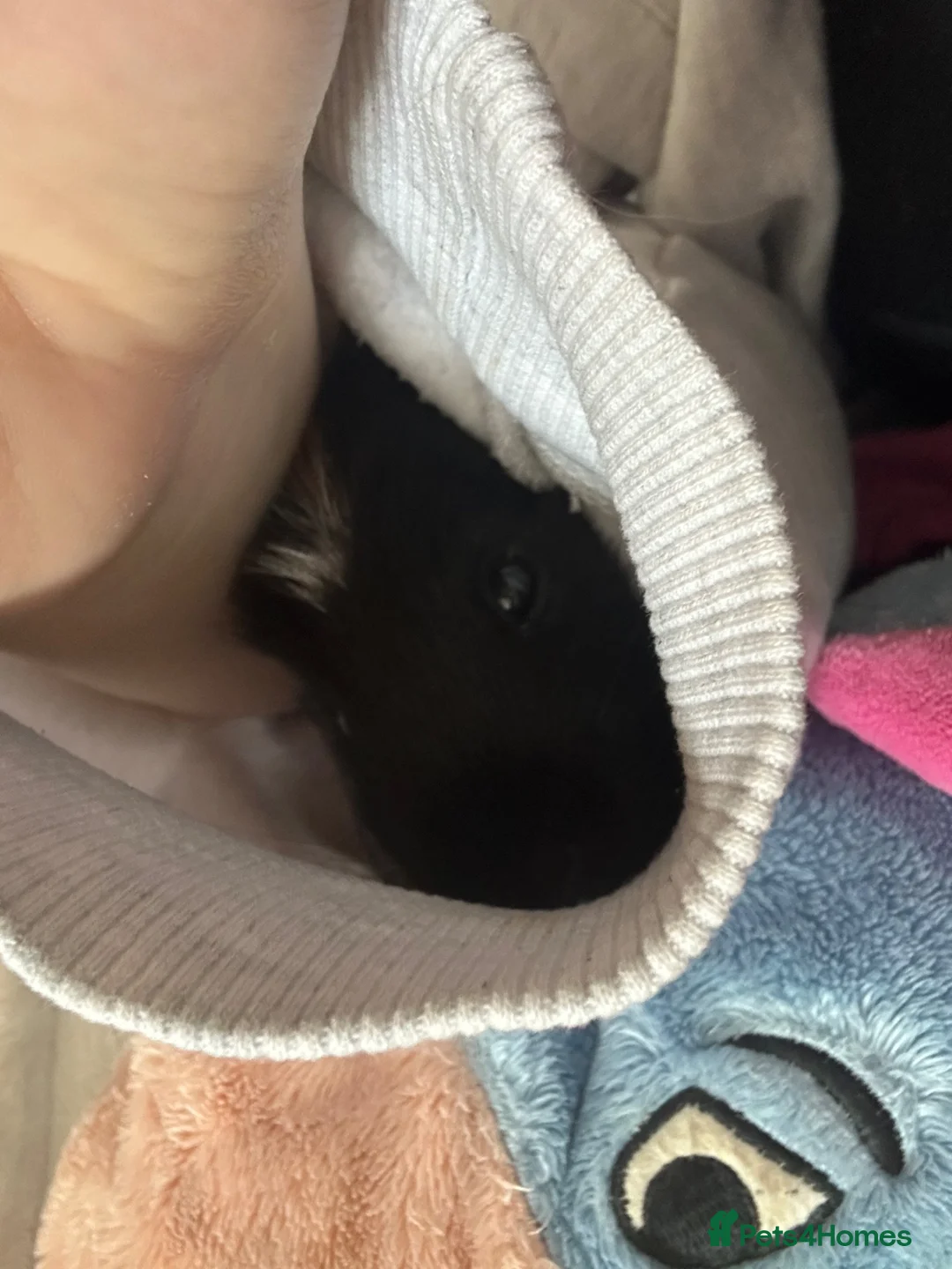 Guinea Pig rodents for sale: 2 bonded male guinea pigs in Salford - Advert 4
