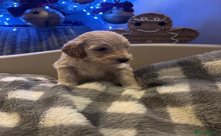 Cockapoo dogs ⭐️OUTSTANDING, HIGH QUALITY Cockapoo F1B Puppies⭐️ - Advert 14