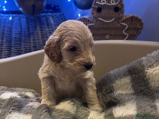 Cockapoo dogs ⭐️OUTSTANDING, HIGH QUALITY Cockapoo F1B Puppies⭐️ - Advert 6