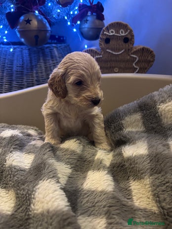 Cockapoo dogs ⭐️OUTSTANDING, HIGH QUALITY Cockapoo F1B Puppies⭐️ - Advert 14
