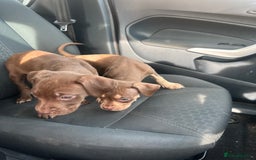 Mixed Breed dogs for sale: Cane corso x staff puppies  - Image 10