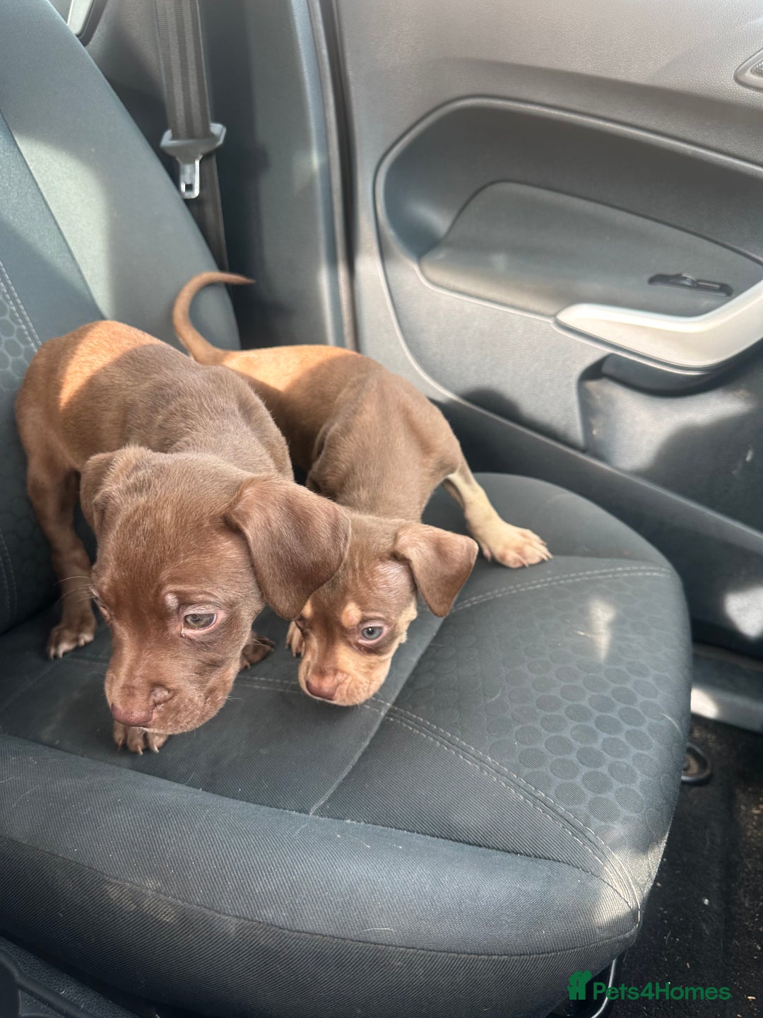 Mixed Breed dogs for sale: Cane corso x staff puppies  - Image 10