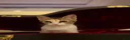 Mixed Breed cats for adoption: Cleo and Junior - lovely kitties - Advert 13