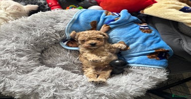 Maltipoo dogs - Advert 2