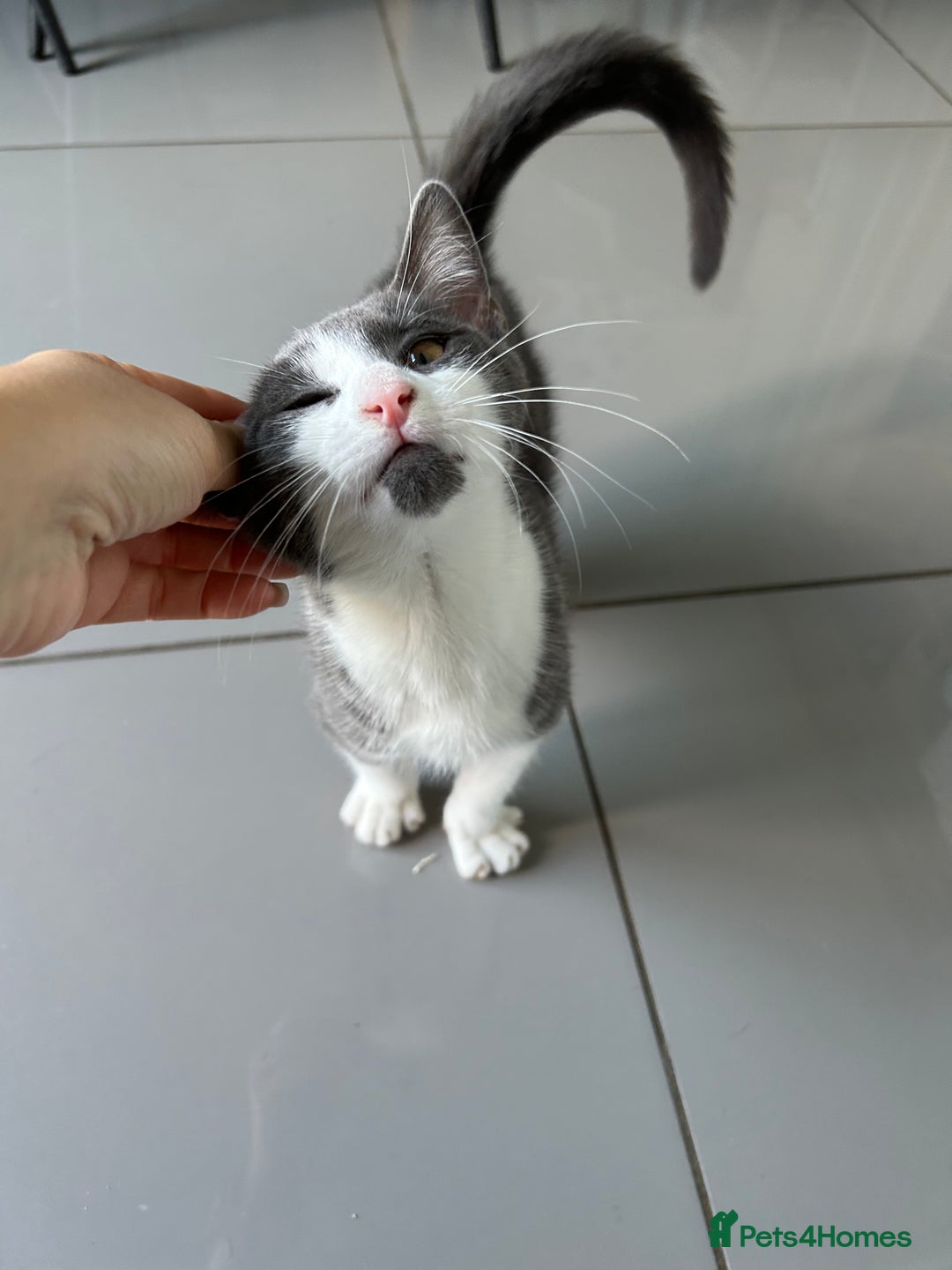 Russian Blue cats for sale: Charming Blue Boys - Image 14