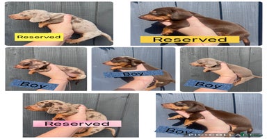 Dachshund dogs - Advert 4