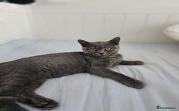 British Shorthair cats for sale: British Shorthair  - Image 3