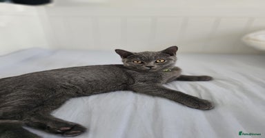 British Shorthair cats - Advert 15