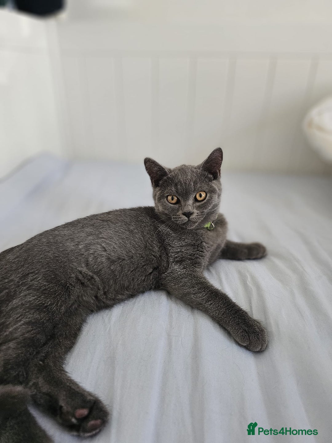 British Shorthair cats for sale: British Shorthair  - Image 3