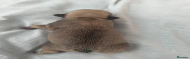 French Bulldog 2