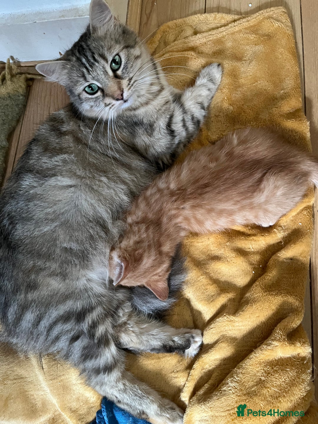 Mixed Breed cats for sale: Ginger Boy looking for a loving home. - Advert 13