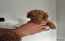 Cockapoo dogs for sale: cockapoo puppies  - Image 17