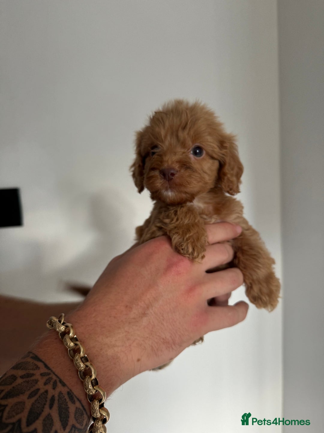 Cockapoo dogs for sale: cockapoo puppies  - Image 17