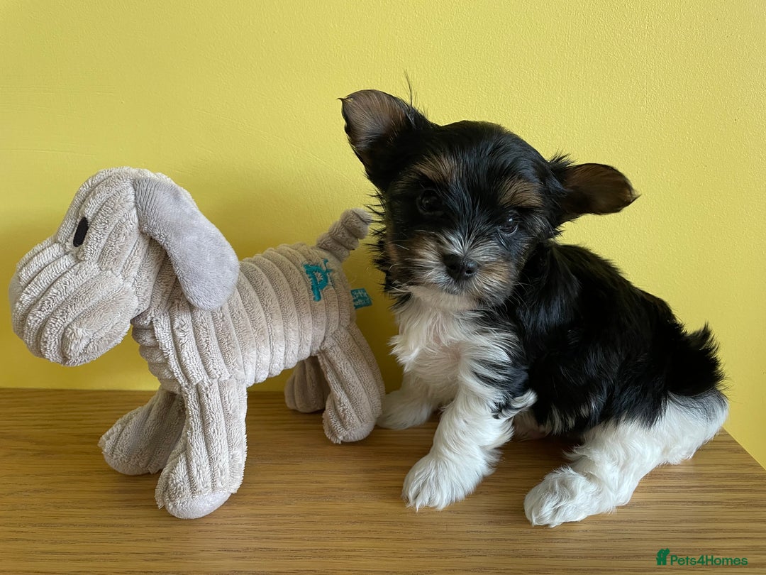 Yorkshire Terrier dogs for sale: York puppies for sale - Image 34