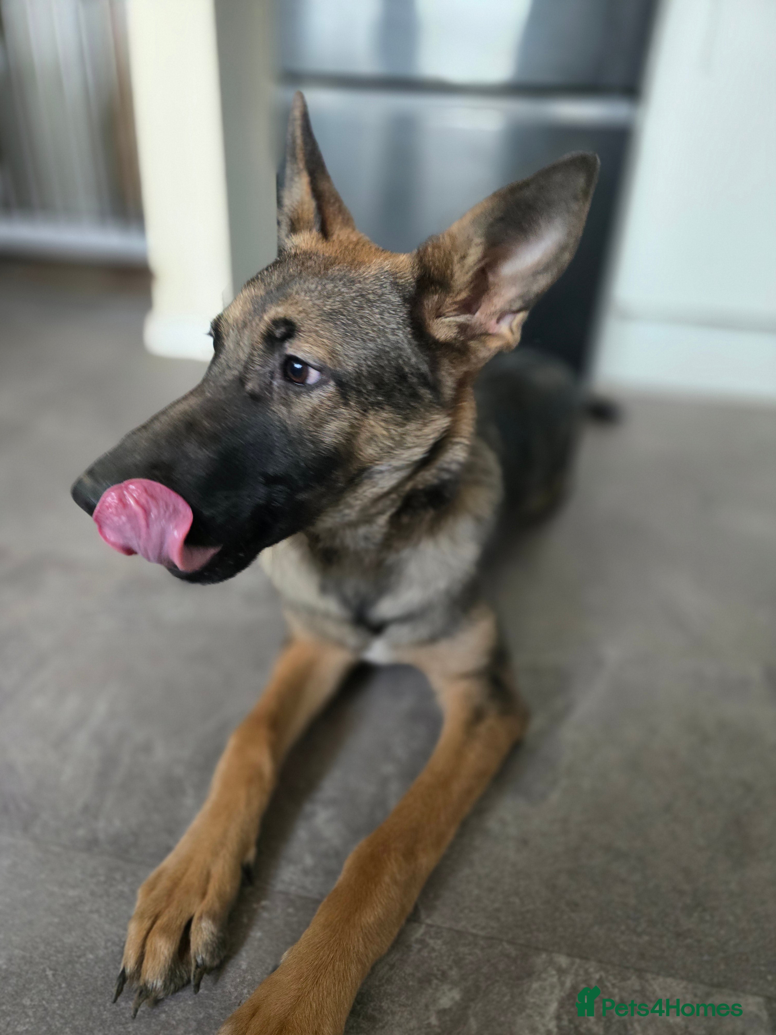 Mixed Breed dogs Malinois x German Shepard Girl - Advert 11