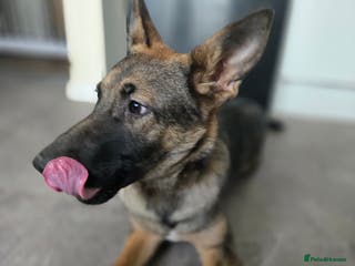 Mixed Breed dogs Malinois x German Shepard Girl - Advert 10