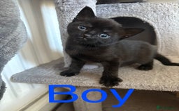 British Shorthair cats for sale: Kittens for sale - Image 3
