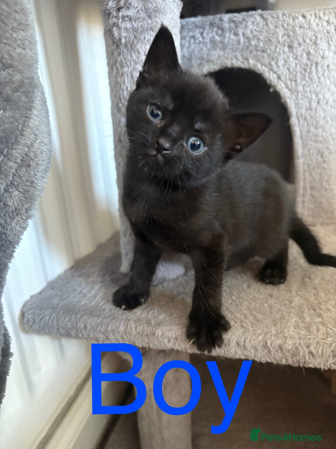 British Shorthair cats for sale: Kittens for sale - Image 3