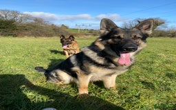 German Shepherd dogs for stud: Midas, straight back strong GSD - Image 2